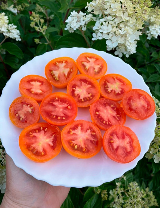 Bicolour Tomato Orange Sunset